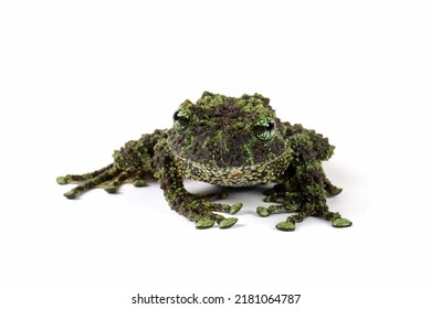 Theloderma corticale (Vietnamese mossy frog) on white background, Mossy tree frog closeup on isolated background