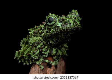 Theloderma corticale (Vietnamese mossy frog) camouflage on wood, moss tree frog camouflage