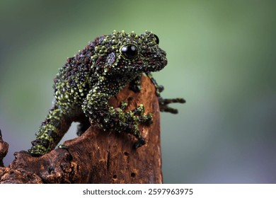 Theloderma corticale (Vietnamese mossy frog) camouflage on wood, Mossy frog closeup on wood