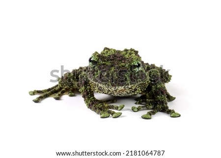 Theloderma corticale (Vietnamese mossy frog) on white background, Mossy tree frog closeup on isolated background