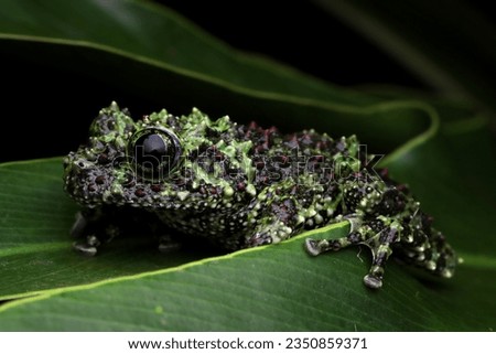 Theloderma corticale (Vietnamese mossy frog) camouflage on leaves, Mossy tree frog camouflage on leaves, mossy tree frog on leaves