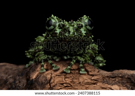 Theloderma corticale (Vietnamese mossy frog) camouflage on wood, moss tree frog camouflage
