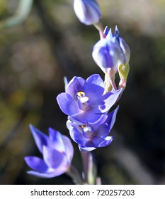 HOA GIEO TỨ TUYỆT 2 - Page 53 Thelymitra-crinita-blue-lady-orchid-260nw-720257203