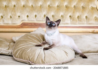 The Theme Is Luxury And Wealth. Young Cat Without A Tail Thoroughbred Mecogon Bobtail Lies Resting On A Big Bed On A Pillow In A Renaissance Baroque Interior In France Europe Versailles Palace.