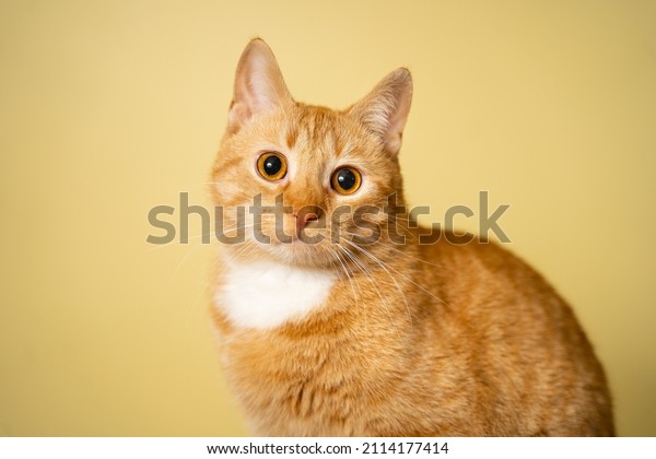 The theme of pets, love and protection of animals.
Ginger cat posing on yellow background in studio. Cute orange cat.
perfect pet companion. Red fluffy friend. Redhead pet animal
portrait studio shot.