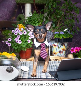 Theme of workplace harmony, the topic of distant work, a dog in a tie behind a workplace in flowers