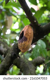 Theobroma cacao, also called the cacao tree and the cocoa tree