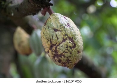 Theobroma cacao, also called the cacao tree and the cocoa tree