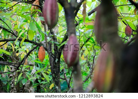 Theobroma cacao, also called the cacao tree and the cocoa tree.  Its seeds, cocoa beans, are used to make cocoa mass, cocoa powder, confectionery, ganache and chocolate. Chocolate handmade, fresh.
