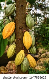 'Theobroma Cacao' cocoa plant tree with huge cocoa beans used for production of chocolate