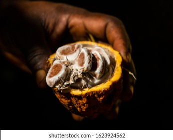 Theobroma cacao held by a black farmer on Zanzibar spice farm. Sliced in the middle with seeds. Hand holding cacao. Cacao detail. Cacao plant