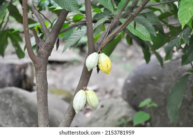 Theobroma cacao, Theobroma or  Malvaceae or T cacao or Magnoliophyta or cacao plant with cacao seed on the farm - Shutterstock ID 2153781959