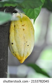 Theobroma cacao, Theobroma or  Malvaceae or T cacao or Magnoliophyta or cacao plant with cacao seed on the farm - Shutterstock ID 2153782045