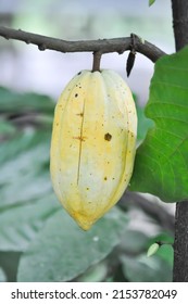 Theobroma cacao, Theobroma or  Malvaceae or T cacao or Magnoliophyta or cacao plant with cacao seed on the farm - Shutterstock ID 2153782049