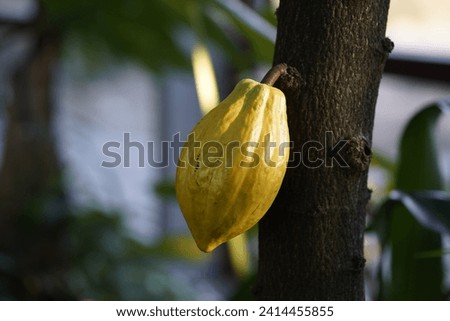 Theobroma cacao (cacao tree or cocoa tree) is a small (6–12 m (20–39 ft) tall) evergreen tree in the family Malvaceae.[