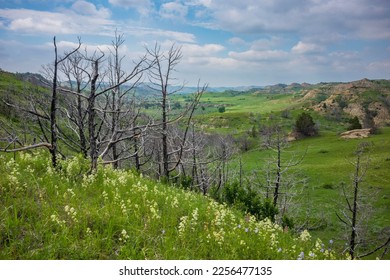 Theodore Roosevelt National Park of North Dakota, shown here during a summer day with cumulus clouds in the sky, is where the Great Plains meet the rugged Badlands. Dead trees and wildflowers.  - Shutterstock ID 2256477135
