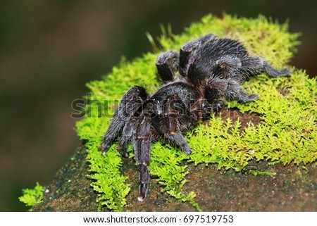 Theraphosidae