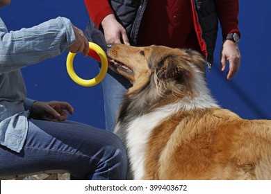 13,994 Dog Therapy Images, Stock Photos & Vectors | Shutterstock