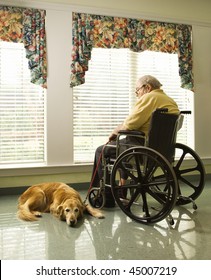 Therapy Dog Lying Next To An Elderly Man In A Wheelchair Who Looks Out A Window. Vertical Shot.