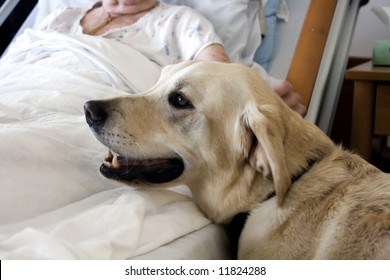 Therapy Dog receives a comforting stroke from a hospice patient. - Powered by Shutterstock