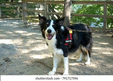 Therapy Dog Walking At The Park