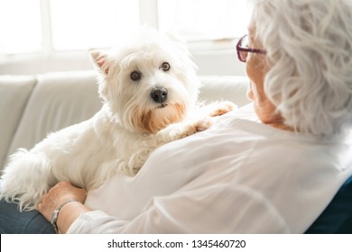 The Therapy Pet On Couch Next To Elderly Person In Retirement Rest Home For Seniors