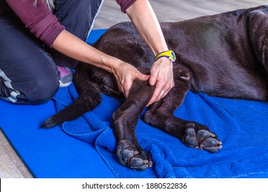 Therapy Of A Rear Leg Of A Dog At The Doctor´s Office