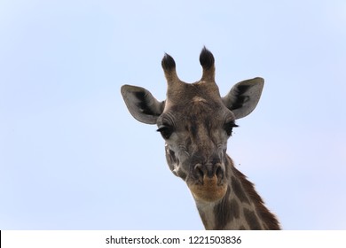 Bull Masai Giraffe Stares Curiously Camera Stock Photo 1562399149