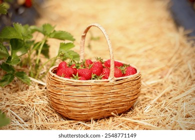 There is a basket with strawberries near the strawberry bush. Strawberry picking. Organic farm strawberries.                         - Powered by Shutterstock