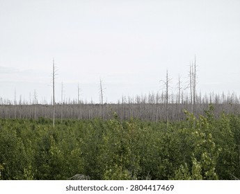 There is a bear that is standing in the middle of a forest