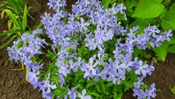 There Is A Beautiful Divaricata Phlox On The Flower Bed - Wild Sweet William - Forest Phlox - Wild Blue Phlox