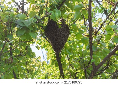 There Is A Bee Nest On A Tree. A Swarm Of Bees Settled On A Tree Branch.