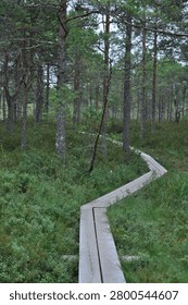 There is a bench in the middle of a forest with trees