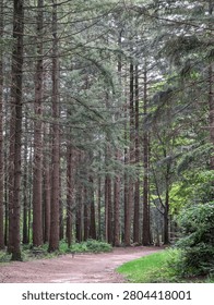 There is a bench in the middle of a forest with trees