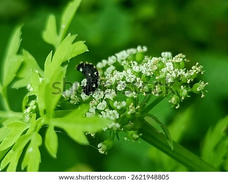 there is a black bug that is sitting on a flower, a macro photograph inspired by Charlotte Nasmyth, featured on flickr, naturalism, tiny insects, larvae, long - tailed tuxedo coat