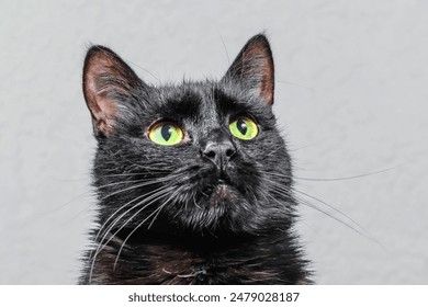 There is the black cat in room. The close up view of black kitten sitting on blurred background. The black cat is looking up. look - Powered by Shutterstock
