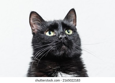 There is a black cat in the room. The close-up view of the black kitten sitting on blurred grey background. The black cat is looking up. 