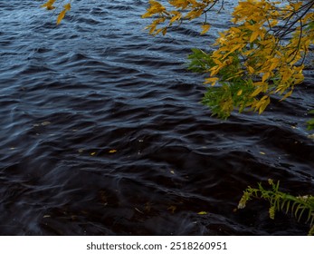 there is a boat that is floating in the water near a tree - Powered by Shutterstock