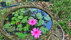 There Is A Bowl Of Water That Contains Two Pink Water Lilies, And There Is Also A Pond That Is Filled With Lilypads.