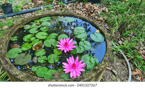 There is a bowl of water that contains two pink water lilies, and there is also a pond that is filled with lilypads.