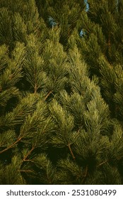 There are branches from a scots pine.