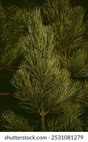 There are branches from a scots pine.