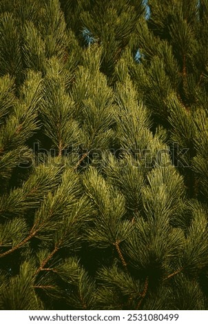There are branches from a scots pine.
