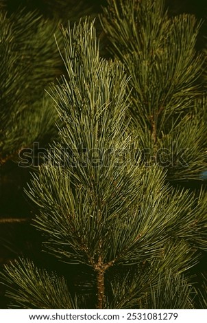 There are branches from a scots pine.