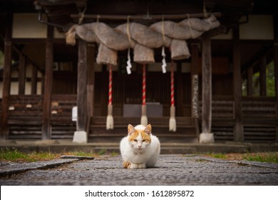 There is a cat in front of a Japanese shrine. Shot in Iyoshi, Ehime, Japan.