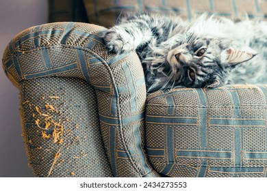 Hay arañazos de gato en el sofá.