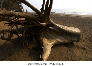 There is a chopped root of a tree kept on the sea shore which looks very beautiful.