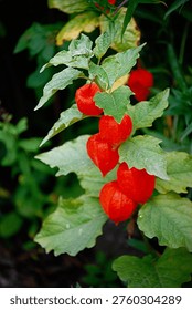 There is a close up from a red bladder cherry.