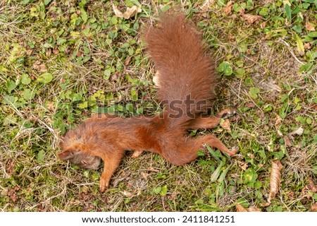 There is a dead squirrel in the forest, its tiny body lying lifelessly on the grass under a tree. These are the effects of hunger and disease, a fight against environmental problems.