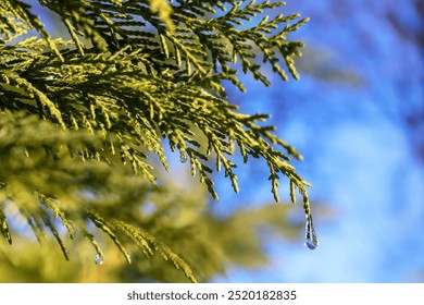 There is drop-shaped icicle hanging on tip of thuja branch. Thuja occidentalis, ornamental trees. Branches thuja after overnight rain and sharp drop in temperature. Coniferous backgrounds. - Powered by Shutterstock